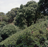 Honduras Yoniar Aguilar