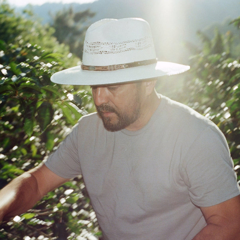 Man in a white hat and light shirt working among coffee plants in a sunny coffee farm.