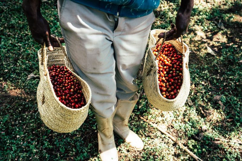 man holding two bags of coffee cherries.