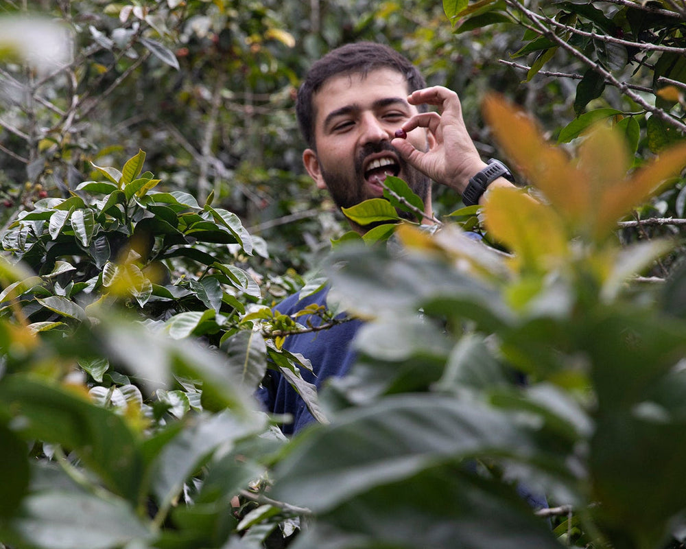 Man among coffee plants in a coffee farm
