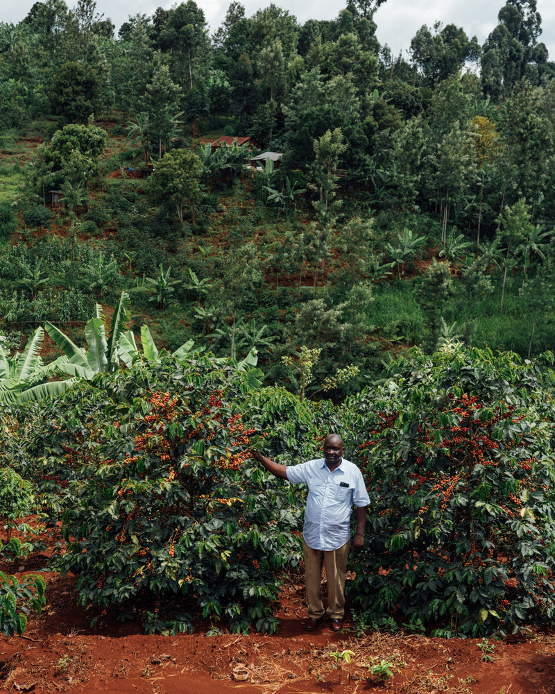 Farmer standing with coffee plant